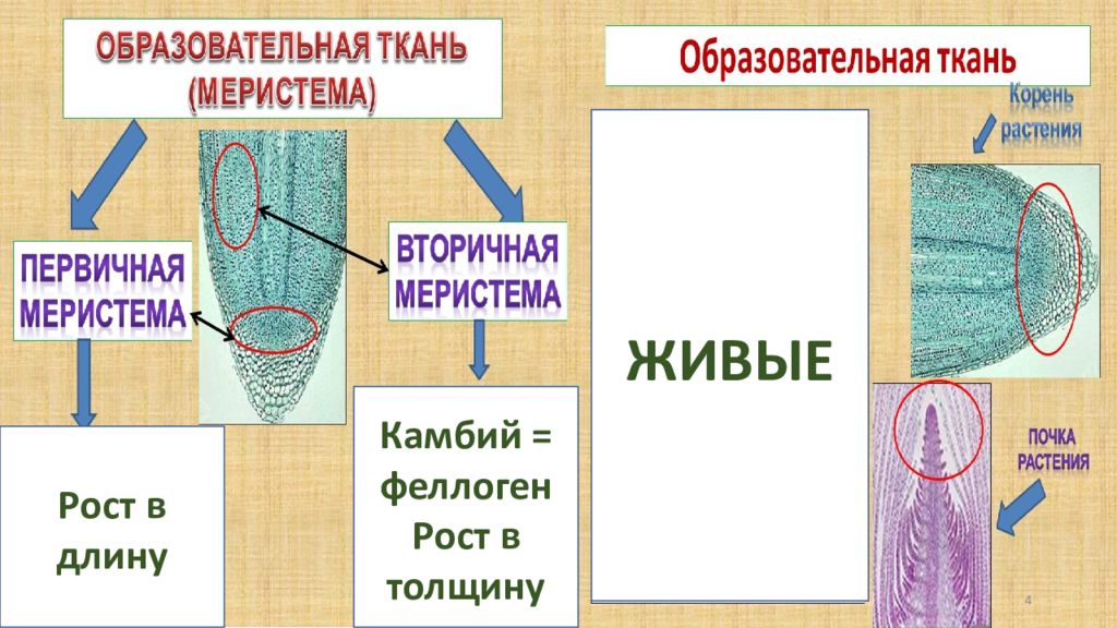 Презентация гистология ткани