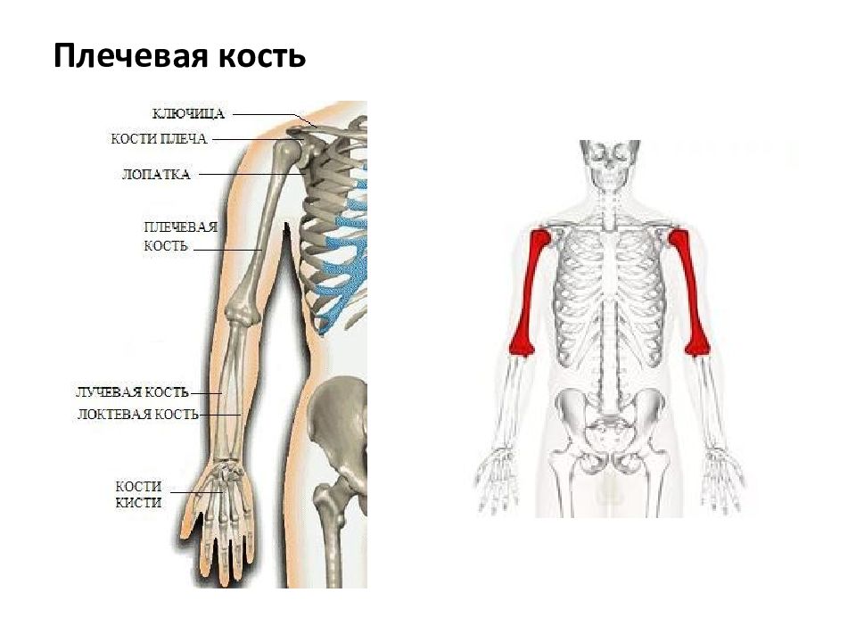 Плечевая кость скелет. Плечевая кость на скелете. Ключица лучевая кость. Лучевая кость лопатки плеча.