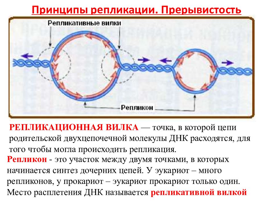 Схема репликативной вилки