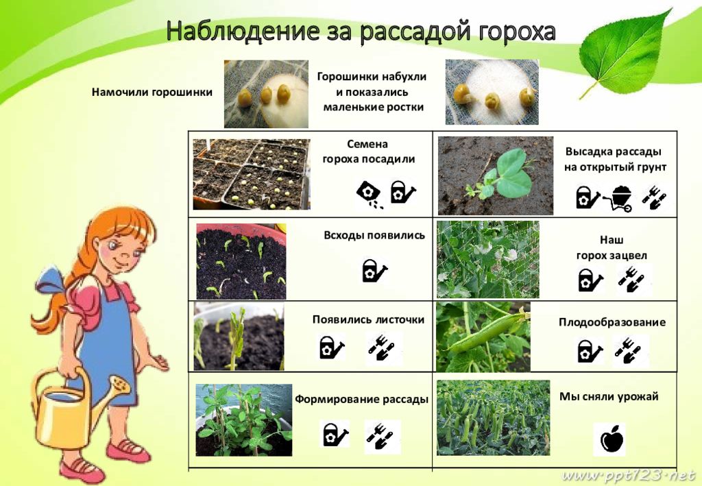 Проект мой огород