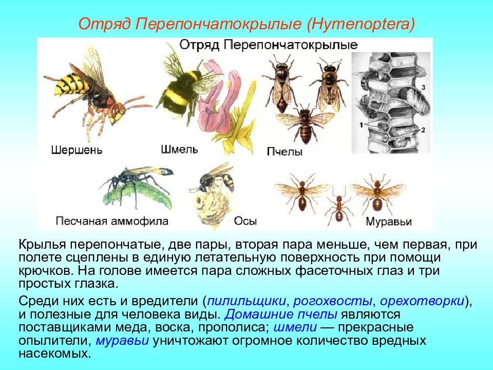 Перепончатые виды. Крылья перепончатокрылых насекомых. Таблица отряды насекомых Перепончатокрылые. Биология 7 класс Перепончатокрылые представители отряда насекомых. Перепончатокрылые насекомые таблица.