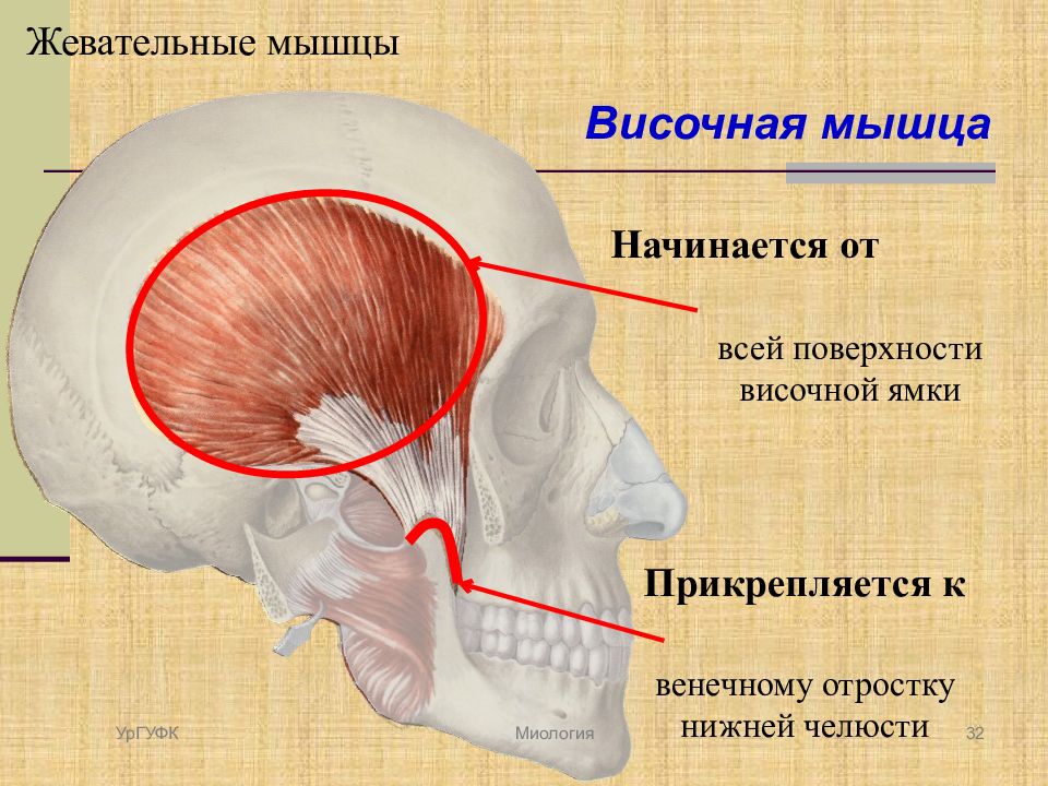 Функция височных мышц. Височная мышца (m. temporalis). Височная мышца начало и прикрепление функции. Место прикрепления височной мышцы на нижней челюсти. Точки прикрепления височной мышцы.