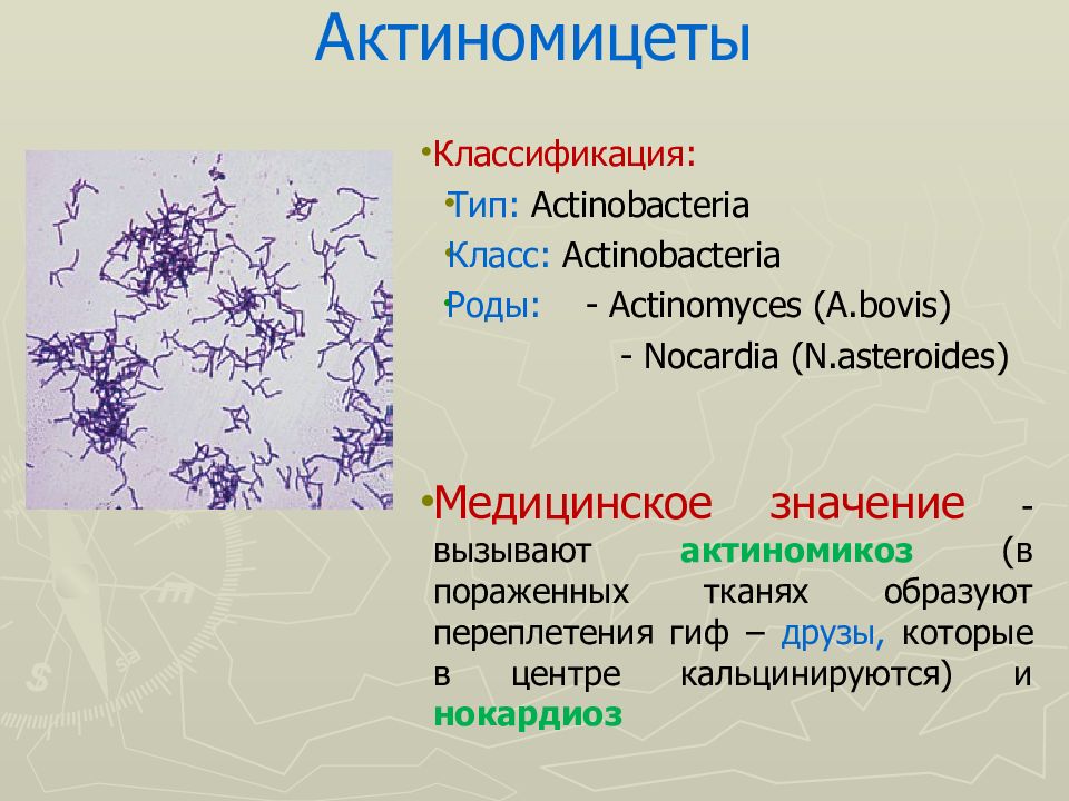 Схема грибы имеющие медицинское значение микробиология