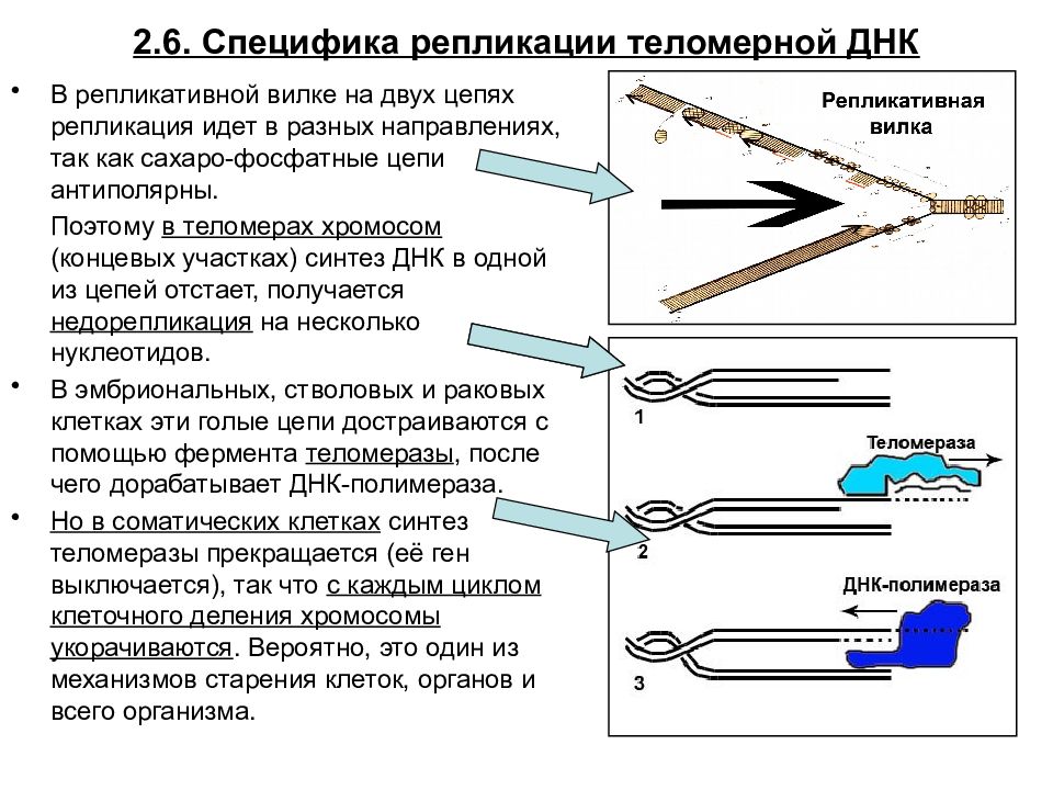 Репродукция клеток