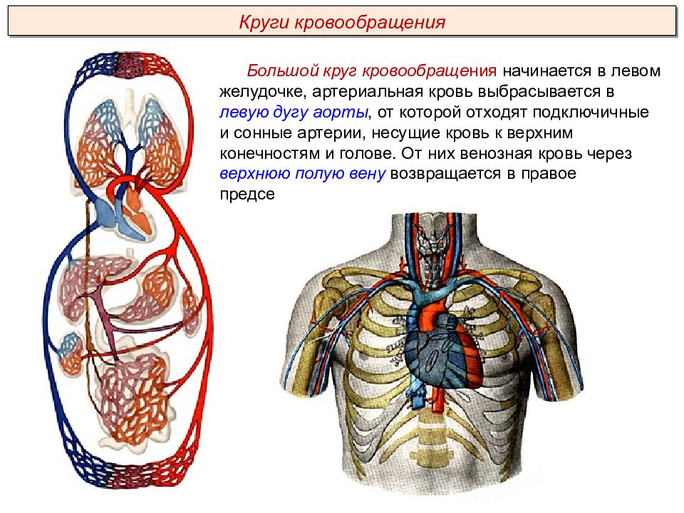 Круг кровообращения начиная с левого желудочка. Строение кровеносной системы человека. В левую дугу аорты поступает артериальная кровь у. Артериальная кровь из сердца поступает в правую дугу аорты у кого. Строение кровеносной системы губ.
