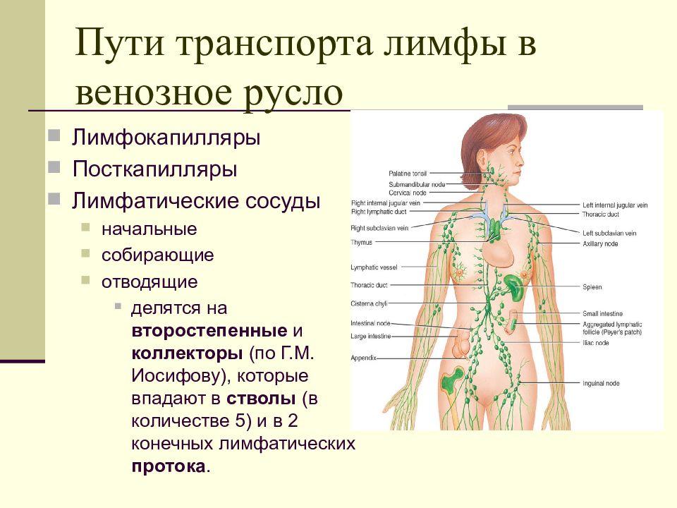 Лимфосистема человека схема движения лимфы видео