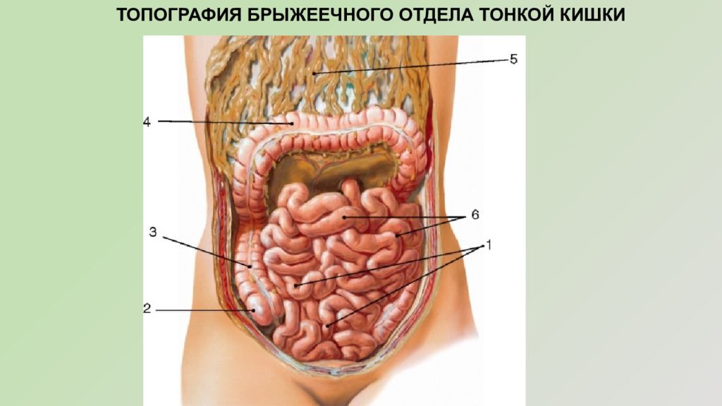 Где находится кишечник фото. Тонкий кишечник анатомия. Тонкая кишка анатомия сальник. Расположение кишечника.