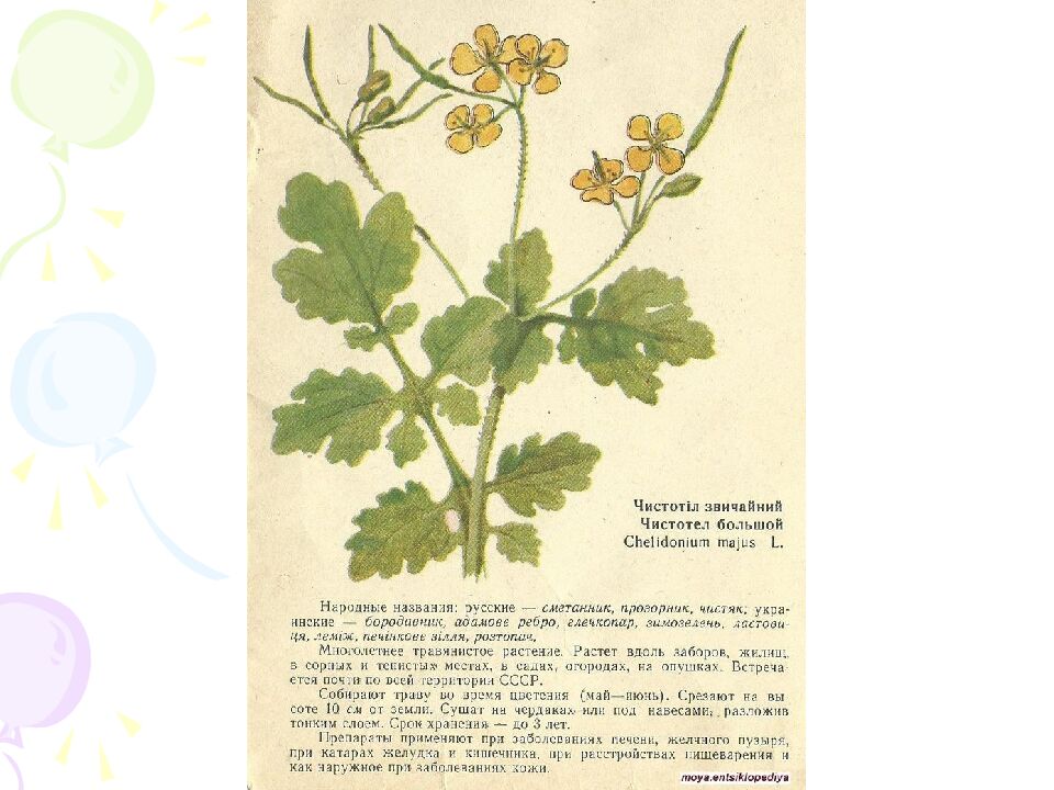 На какие царства разделяют в настоящее время все известные организмы?