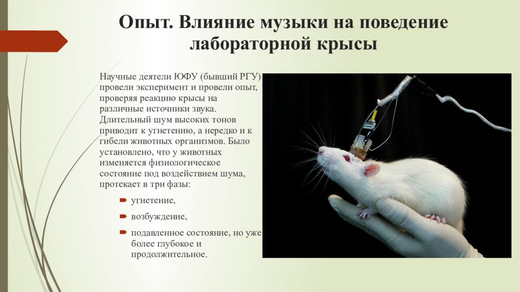 Эксперимент с крысами в идеальных. Крысы в лабораторных исследованиях. Поведенческие реакции крысы. Поведение крыс.