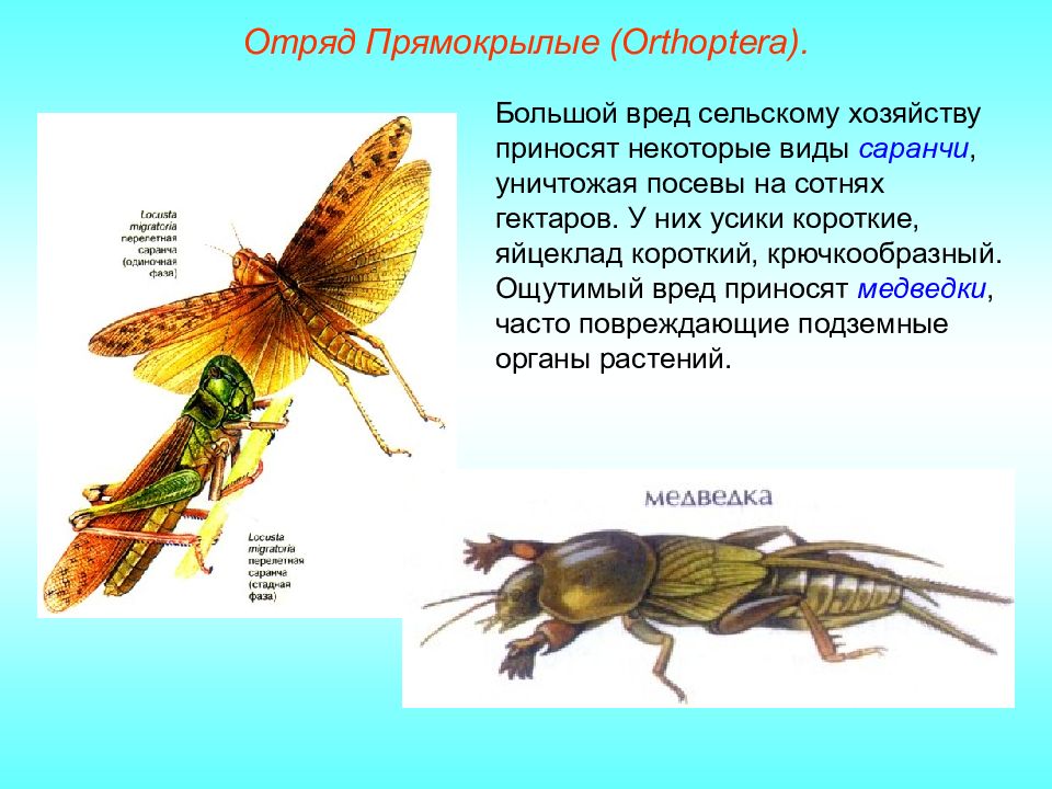 Насекомые относящиеся к отряду прямокрылые