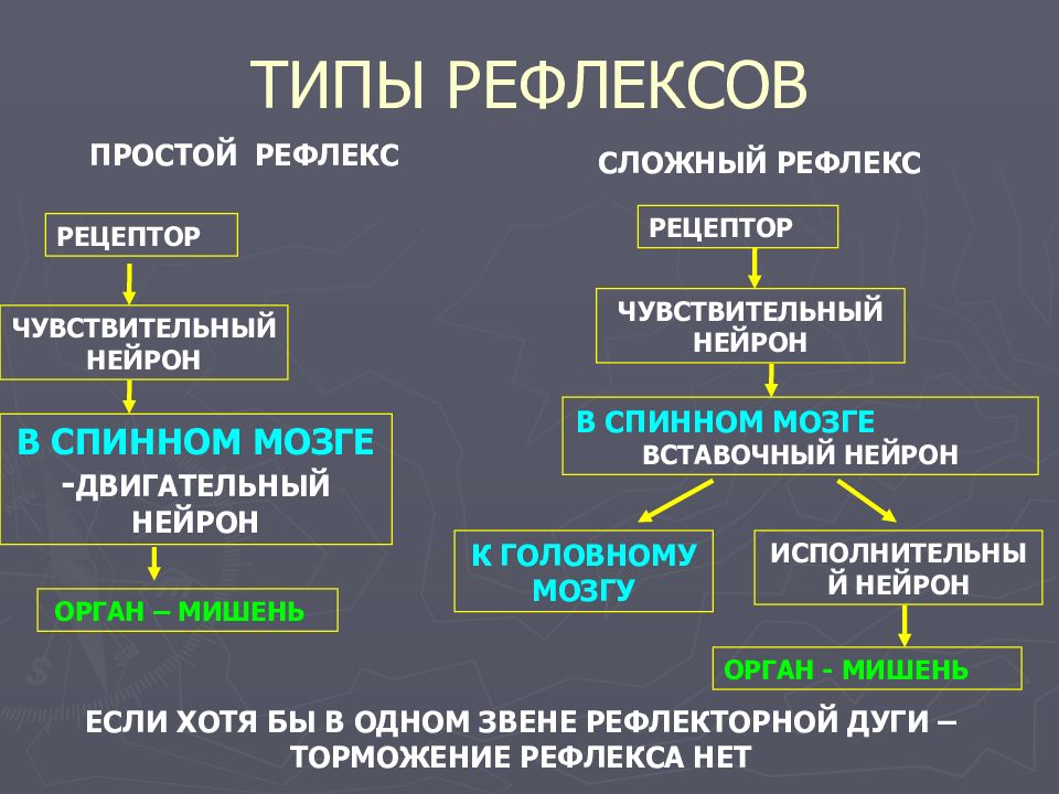 Типы рефлексов. Простые и сложные рефлексы. Примеры простых и сложных рефлексов. Простые и сложные безусловные рефлексы. Сложные рефлексы примеры.