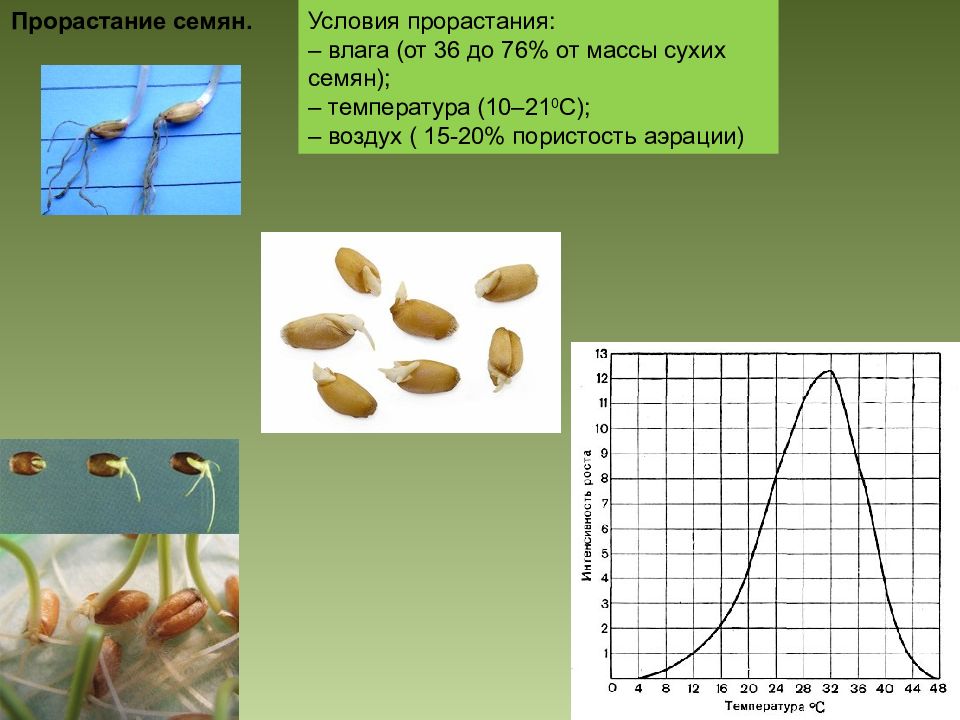 Прорастание семян. Влажность и температура прорастания семян. Вес сухих семян.