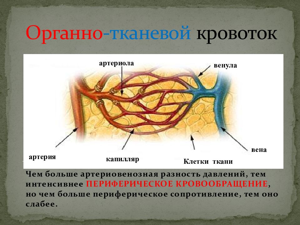 Что значит кровообращение