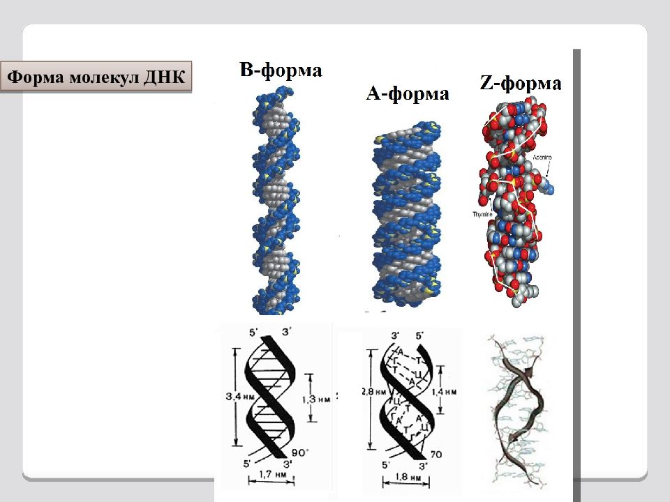 Форма днк. Строение ДНК В форма. Форма макромолекулы ДНК. Z форма ДНК. ДНК структурная форма.
