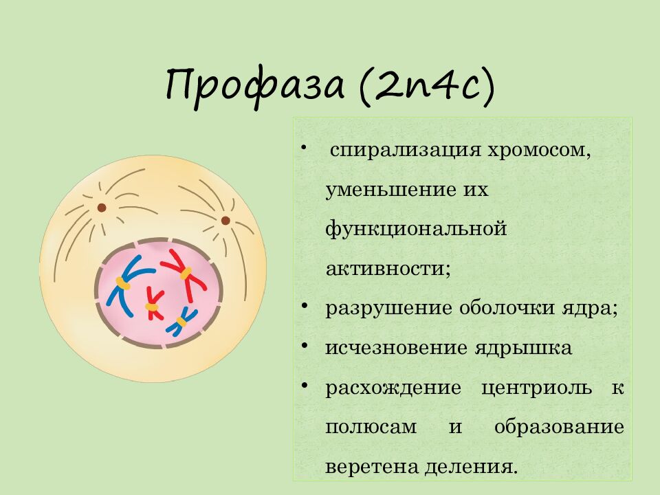 Профаза   ( 2n4с)