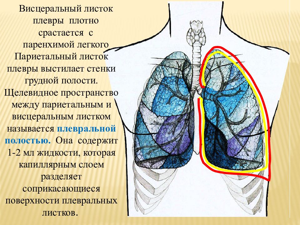 Висцеральная плевра. Висцеральная плевра легкого. Висцеральная (легочная) плевра. Плевра – серозная оболочка лёгкого. Двухсторонняя пневмония.