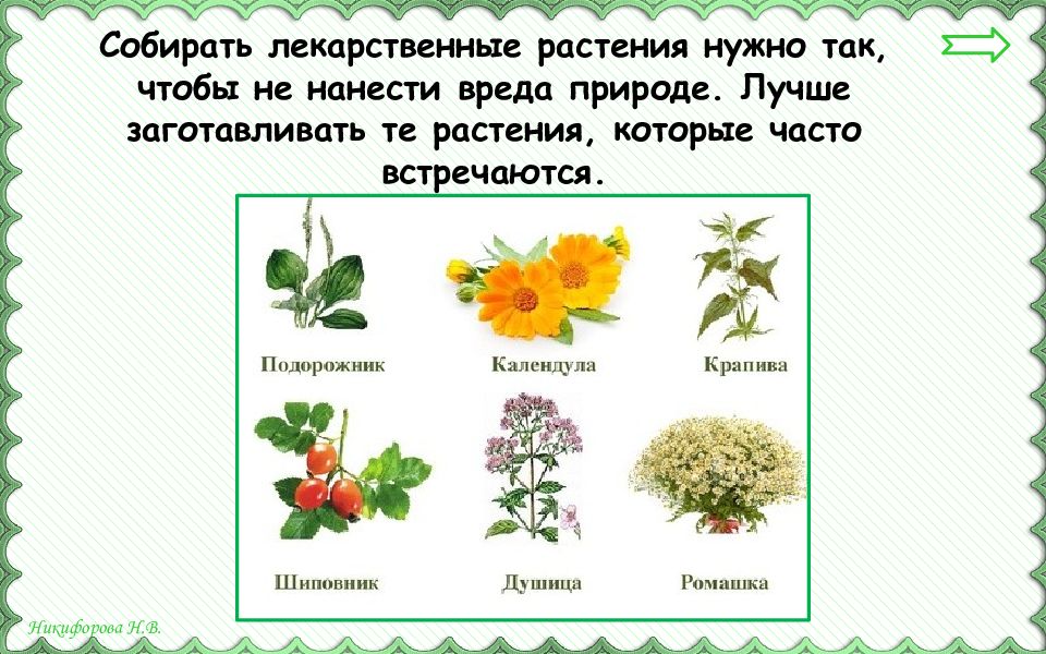 Не собирайте лекарственные растения. Покажи лекарственные растения под растением охраны. Почему нельзя собирать лекарственные растения в городе. Почему в городе не надо собирать лекарственные растения.