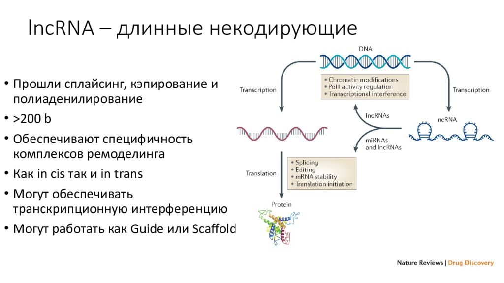 Некодирующая цепь. Кэпирование сплайсинг Полиаденилирование. Полиаденилирование сплайсинг.