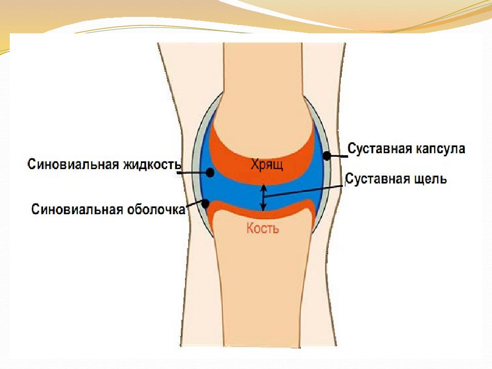 Синовиальная жидкость. Синовиальная оболочка сустава. Суставная жидкость в коленном суставе норма. Синовиальный это.