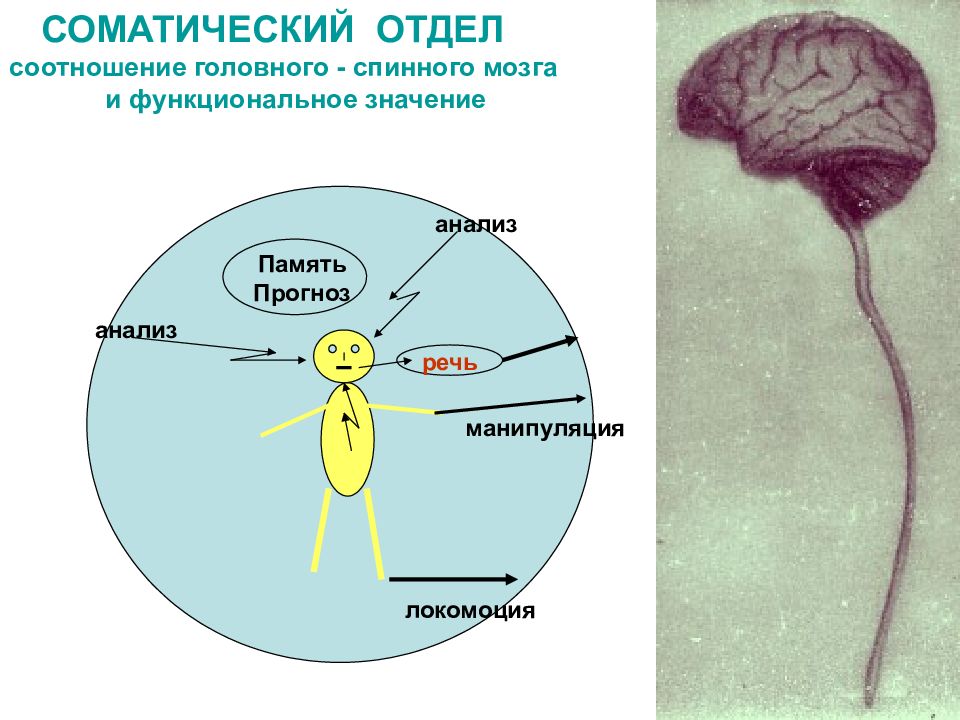 Соматическое здоровье картинки