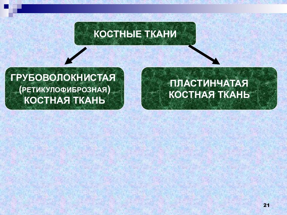 Скелетные ткани презентация