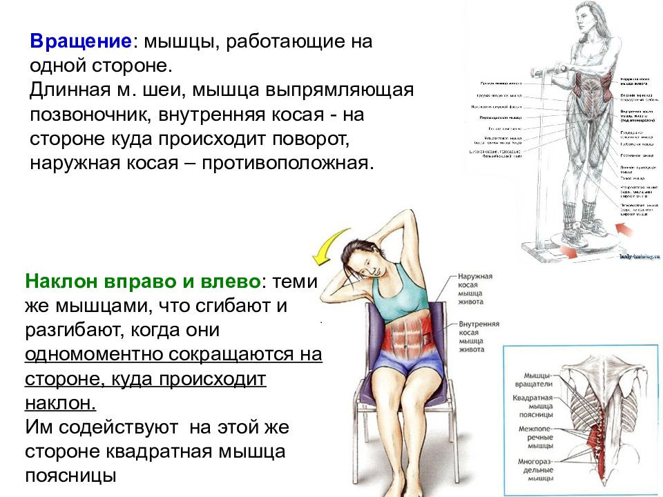 Куда происходит. Наклоны вправо влево задействованные мышцы. Введение в мышечную систему. Наклоны вправо и влево какие мышцы работают. При повороте влево болит в спине.