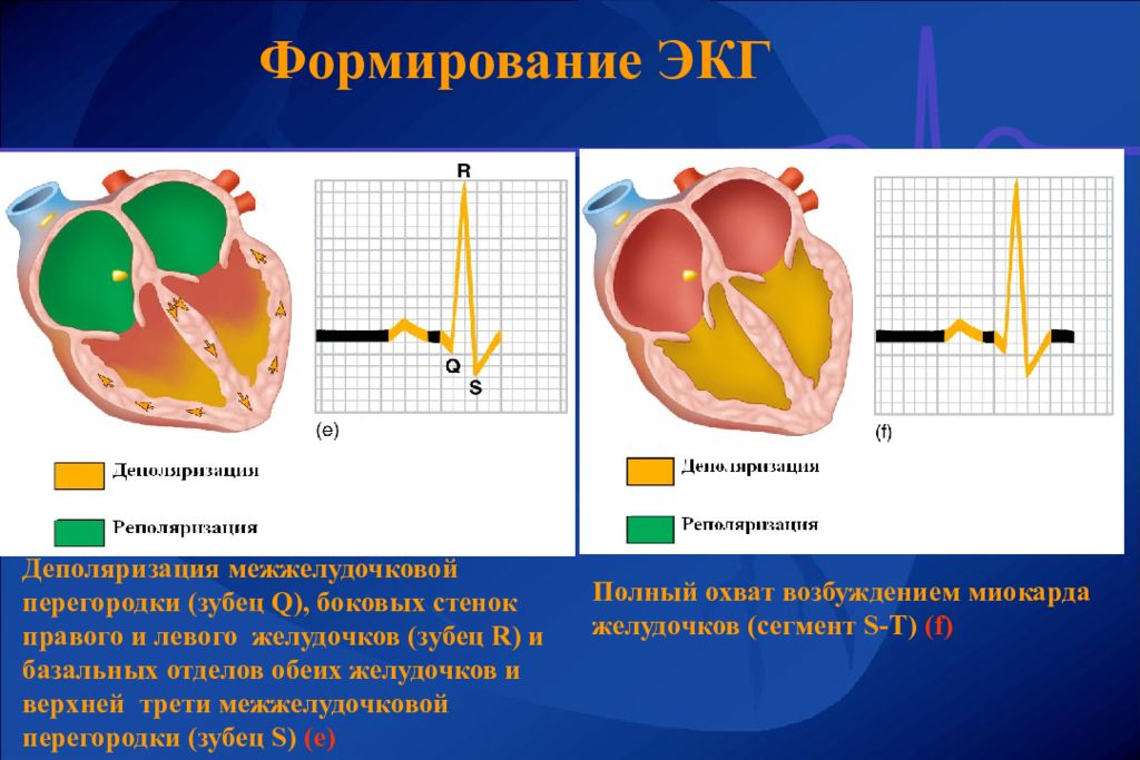 Реполяризация левого. Распространение возбуждения по сердцу формирование зубцов ЭКГ. Зубцы ЭКГ физиология. Физиологические основы электрокардиографии (ЭКГ).. Формирование зубцов ЭКГ.