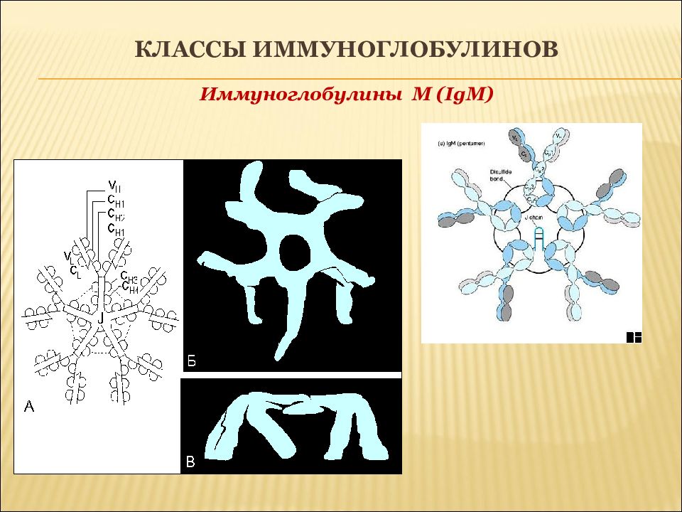 Иммуноглобулин м картинка