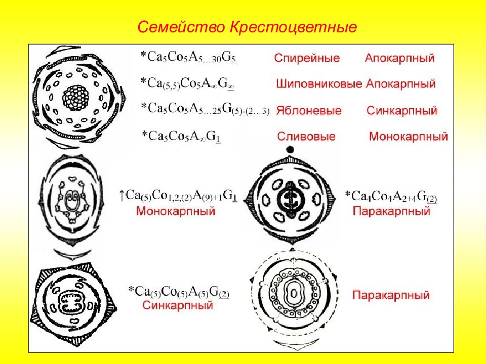 Семейство крестоцветные 7 класс