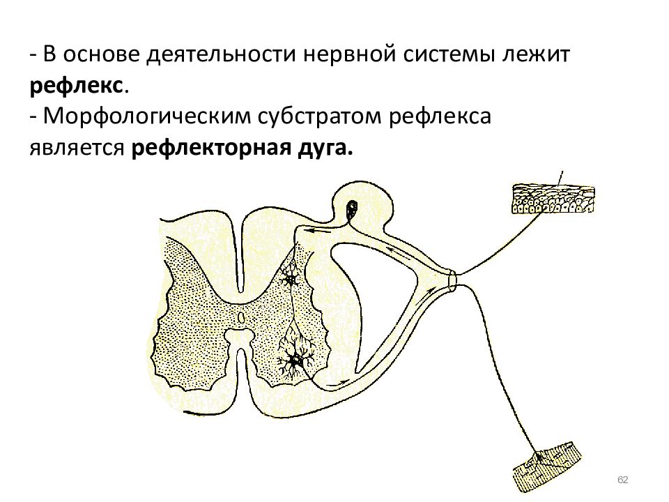 Соматическая сенсорная система