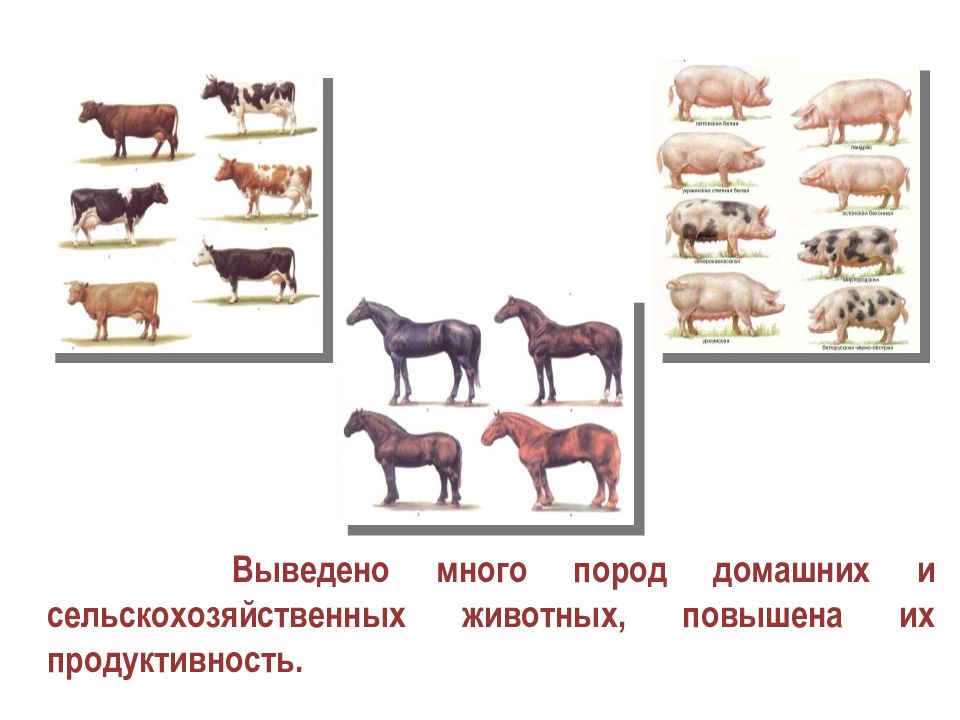 Продуктивность сельскохозяйственных животных презентация