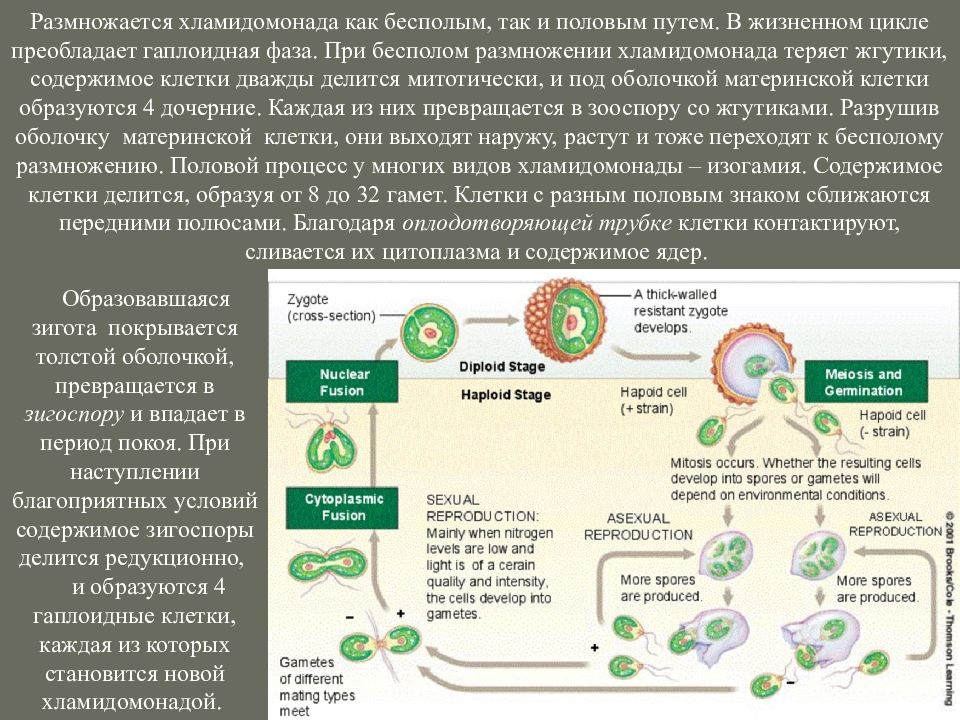 Жизненный цикл хламидомонады. Жизненный цикл хламидомонады половое. Размножается бесполым и половым путем хламидомонада. Гаплоидная фаза хламидомонады. Размножение хламидомонады половым путем.