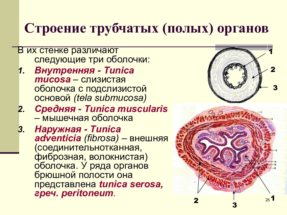 Оболочки органов. Принципы строения полых органов анатомия. Общий план строения трубчатых и паренхиматозных органов. Строение полого трубчатого органа. Строение стенки трубчатого органа.