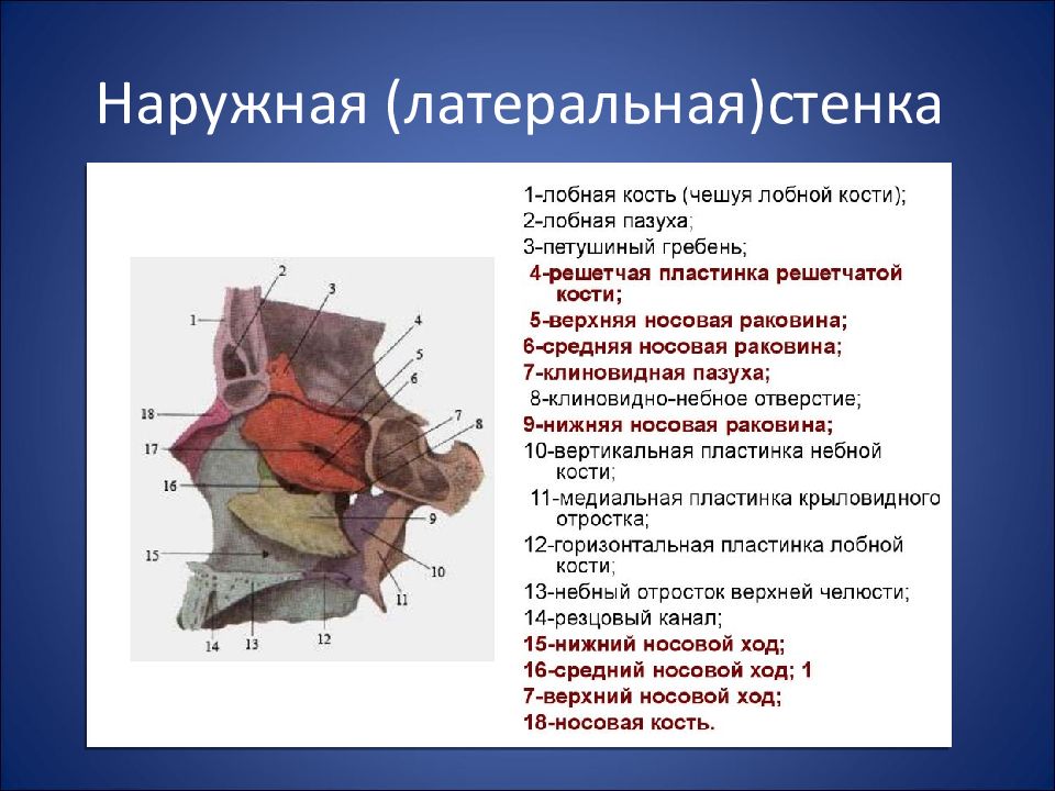 Верхняя стенка полости носа латынь