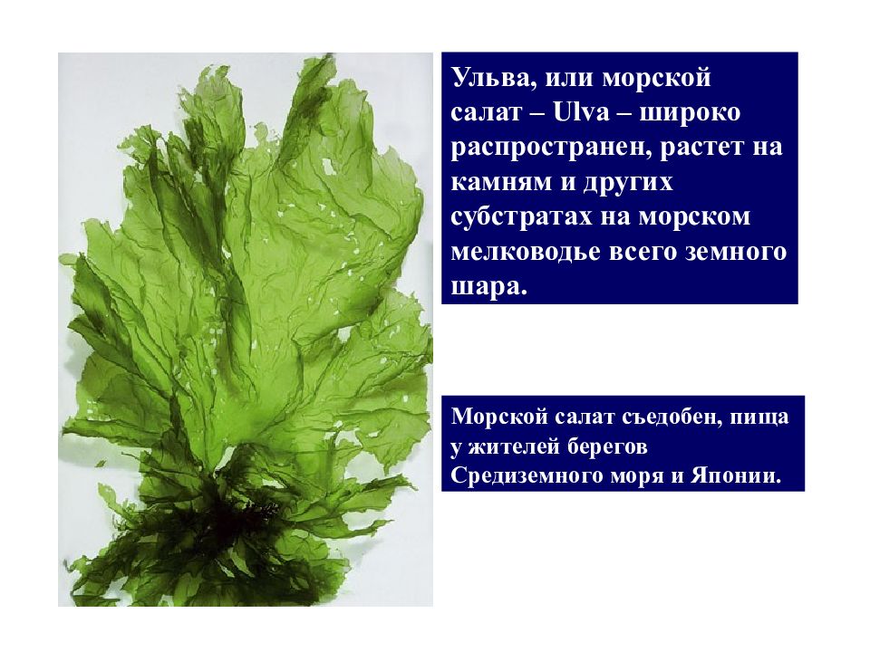 Водоросли входят в состав. Ульва и ламинария. Зеленые водоросли Ульва. Ульва лактука. Ульва группа организмов.