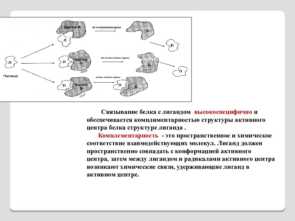 Центры белков. Комплементарность структуры центра связывания белка и лиганда. Комплементарность структуры активного центра и структуры субстрата.. Комплементарность белка и лиганда это. Центр связывания белка с лигандом.