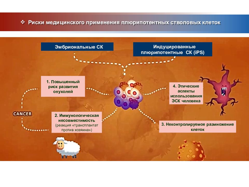 Стволовые клетки в медицине презентация