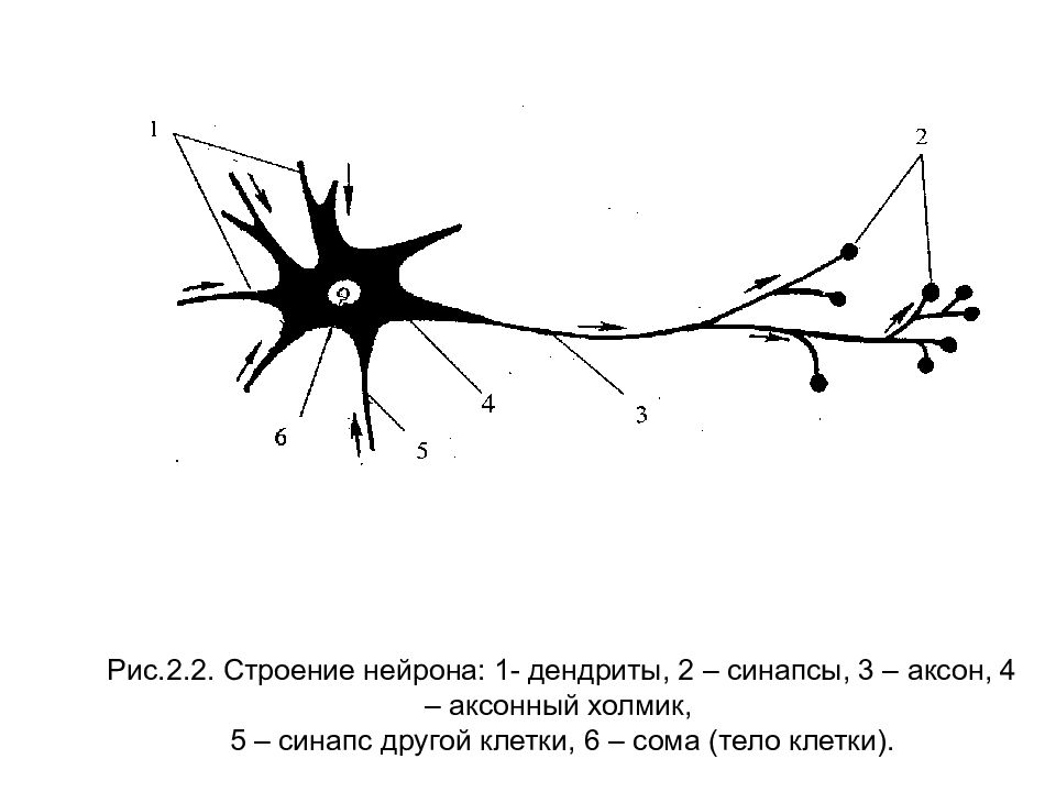 Дендрит и аксон рисунок