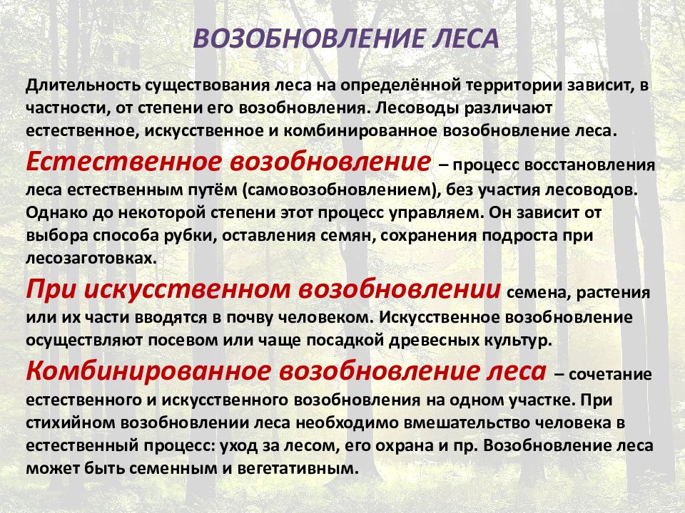 Возобновление леса презентация