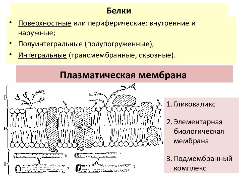 Белки плазматической мембраны. Мембранные белки полуинтегральные. Полуинтегральные белки плазматической мембраны. Интегральные трансмембранные белки мембраны. Интергальные полуинтергральные и примембарнные Мем б раны.