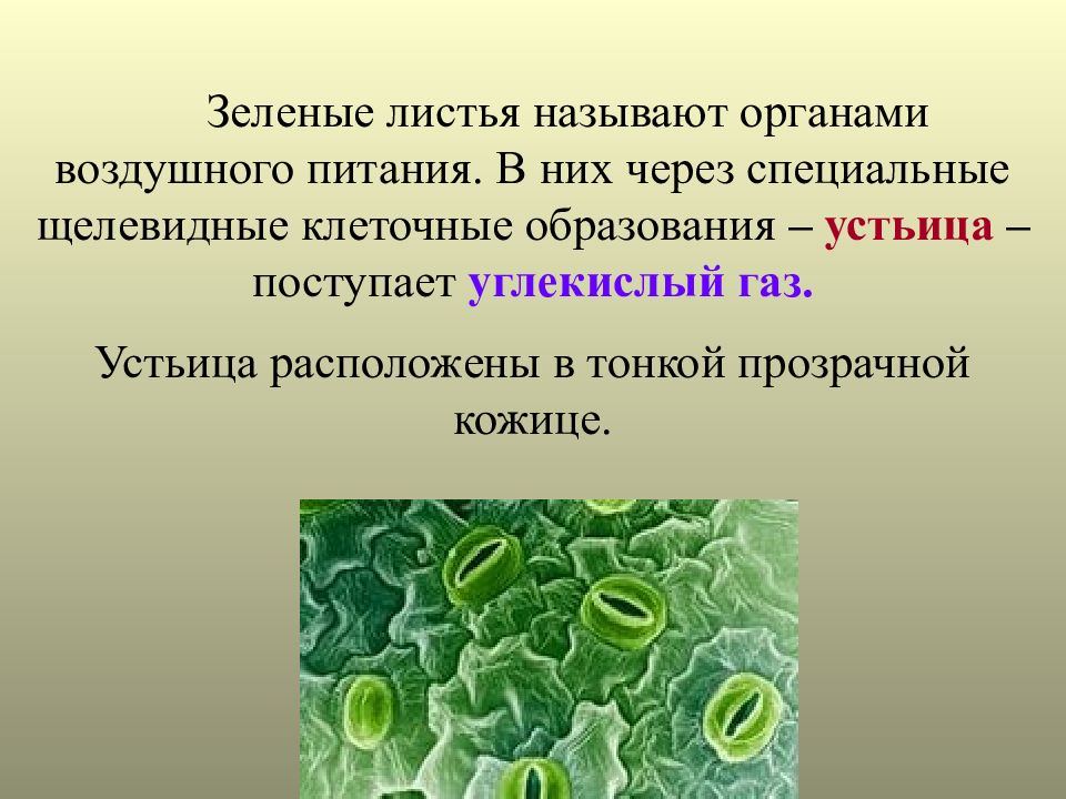 Зеленое вещество в клетках растений. Лист орган воздушного питания. Почему лист зеленых растений называют органом воздушного питания. Лист орган воздушного питания фотосинтез. Устьица фотосинтез.