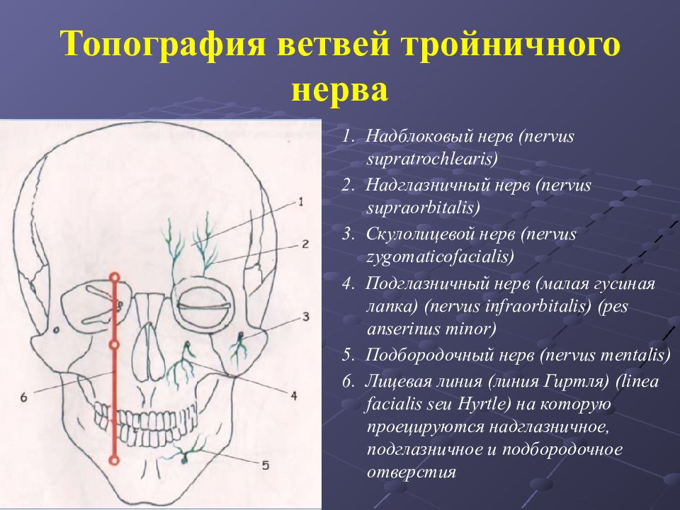 Лицевой нерв является. Топография тройничного нерва проекция. Место выхода 1 ветви тройничного нерва. Надглазничный нерв зона иннервации. Инфраорбитальный нерв анатомия.