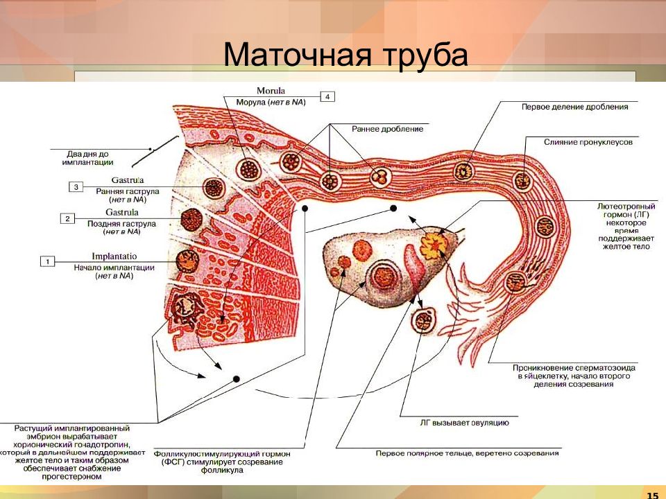 Маточные трубы рисунок анатомия