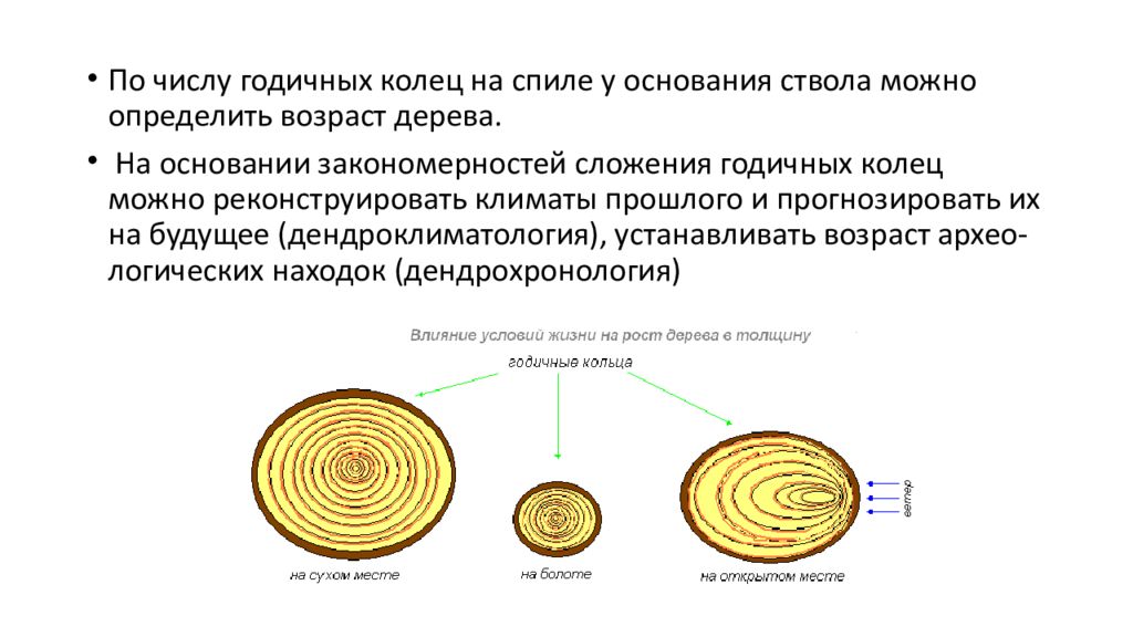 Годичные кольца у растений. Годичные кольца на спиле ствола дерева. Количество годичных колец. Как образуются годичные кольца. Что можно определить по годичным кольцам древесины.