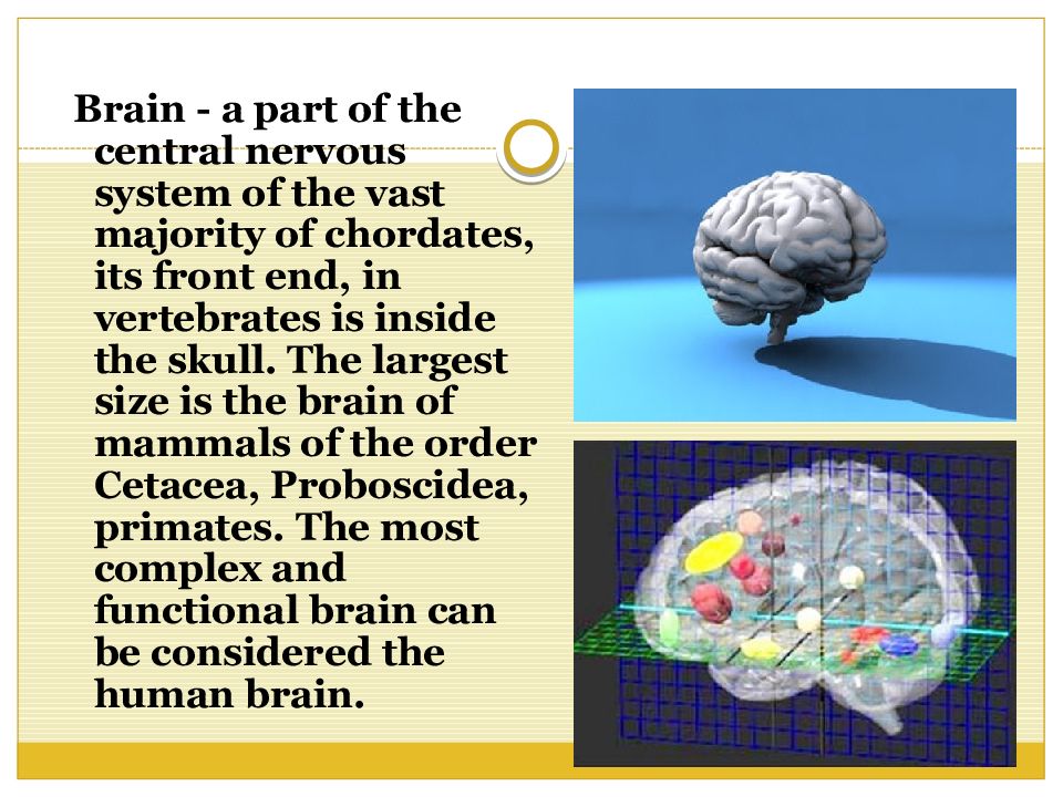 Мозг презентация. Тема POWERPOINT Brain. Мозг на англ. Информация про мозг на английском. Технологии мозга презентация на английском.