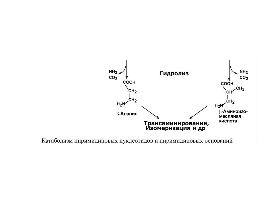 Замена нуклеотидов. Катаболизм пиримидиновых нуклеотидов картинки. Биологические функции пиримидиновых нуклеотидов. Трансаминирование в пищеварении.