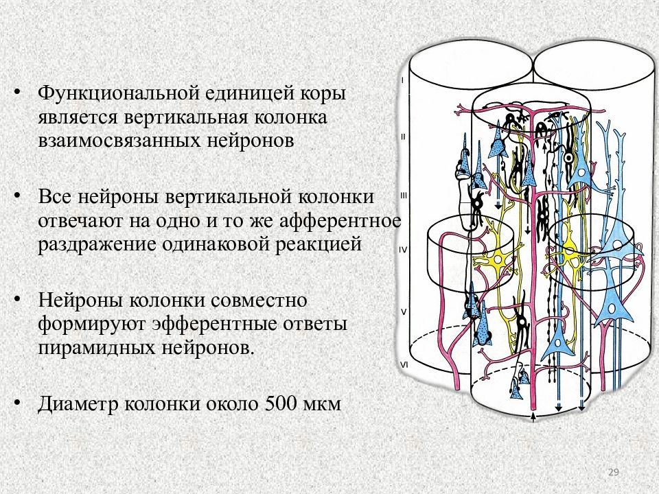 Вертикальный столбец. Колонка модуль коры головного мозга. Колонка и модуль в коре больших полушарий. Функциональные элементы центров нейронные контуры и колонки. Корковые колонки физиология.