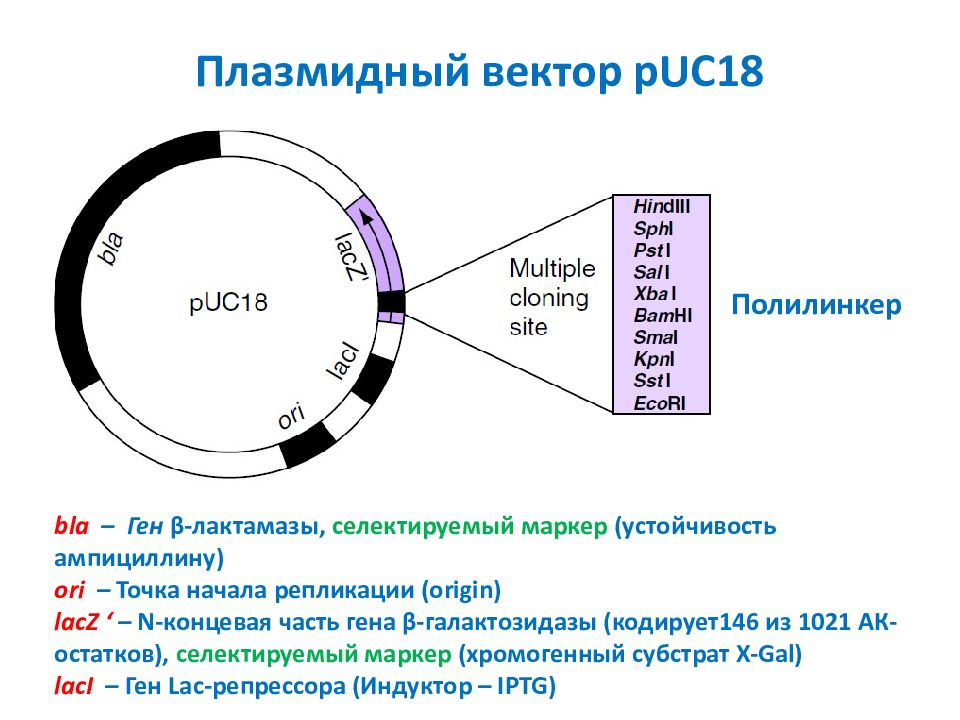 Векторы плазмиды. Плазмидный вектор. Строение плазмидного вектора. Понятие вектора в генетической инженерии. Схема лигирования в плазмидный вектор.