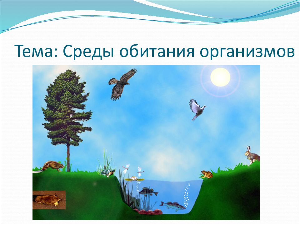 Тема: Среды обитания организмов