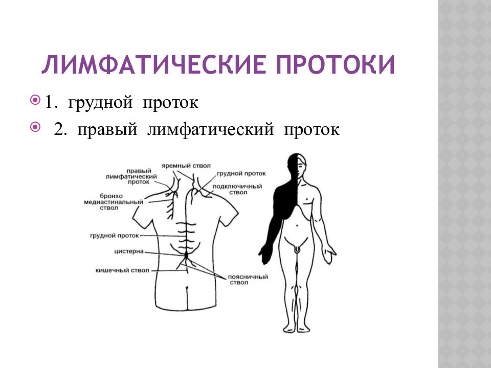 Схема грудного и правого лимфопротоков